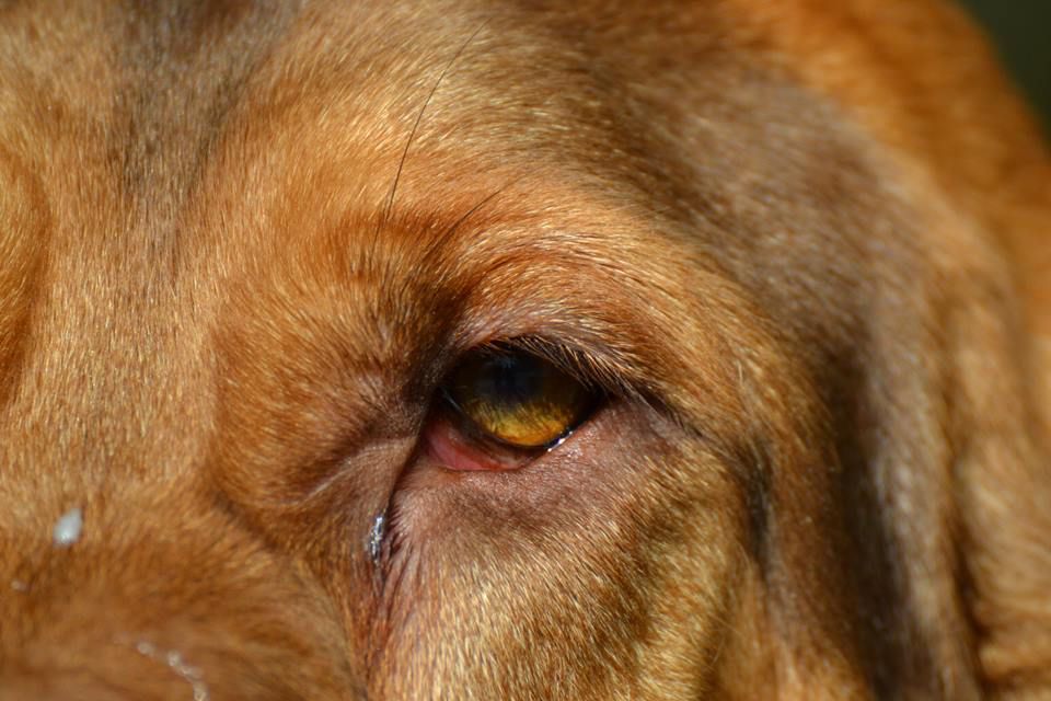 Lesen des Hundes