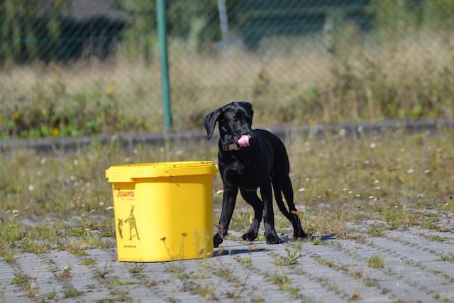 Rettungshundeseminar "Verhalten bei Leichengeruch - Hund richtig lesen und unterstützen“ vom 08.08.2025 - 10.08.2025 im Kreis Gütersloh